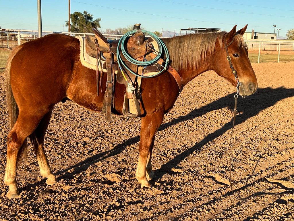 Ringo - Horses for sale in Arkansas at Jayde Slade Preformance Horses