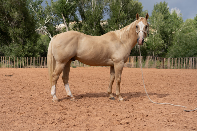 Professionally Trained Horse at the Jayde Slade Preformance Horse Ranch