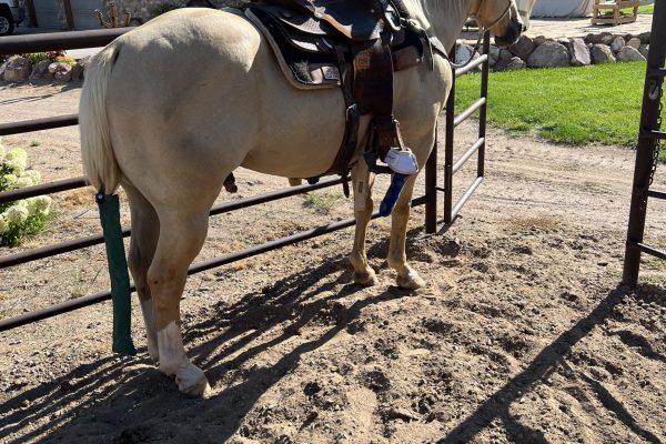 Horse being prepared for sale