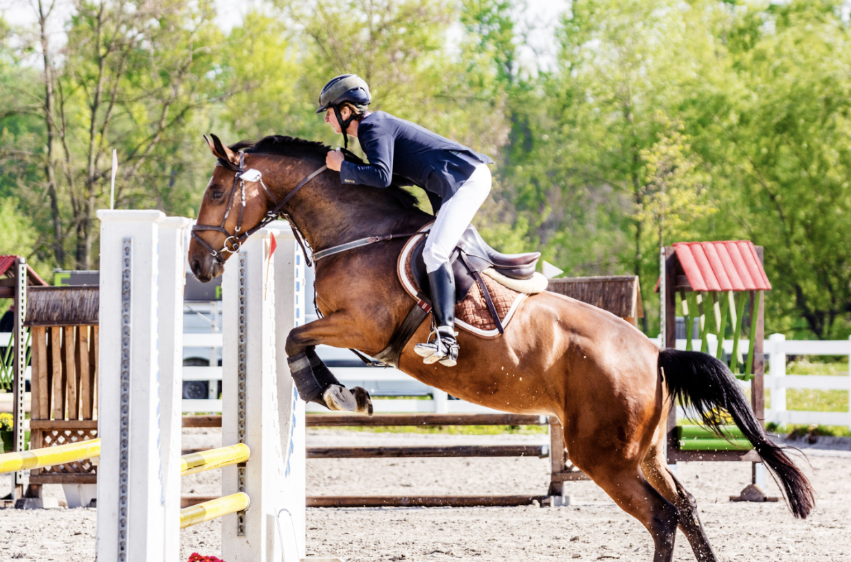 Essential Gear for Effective Horse Training: What You Need and Why