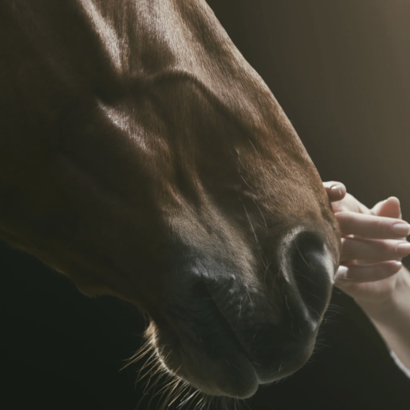 close up of horse being petted by trainer