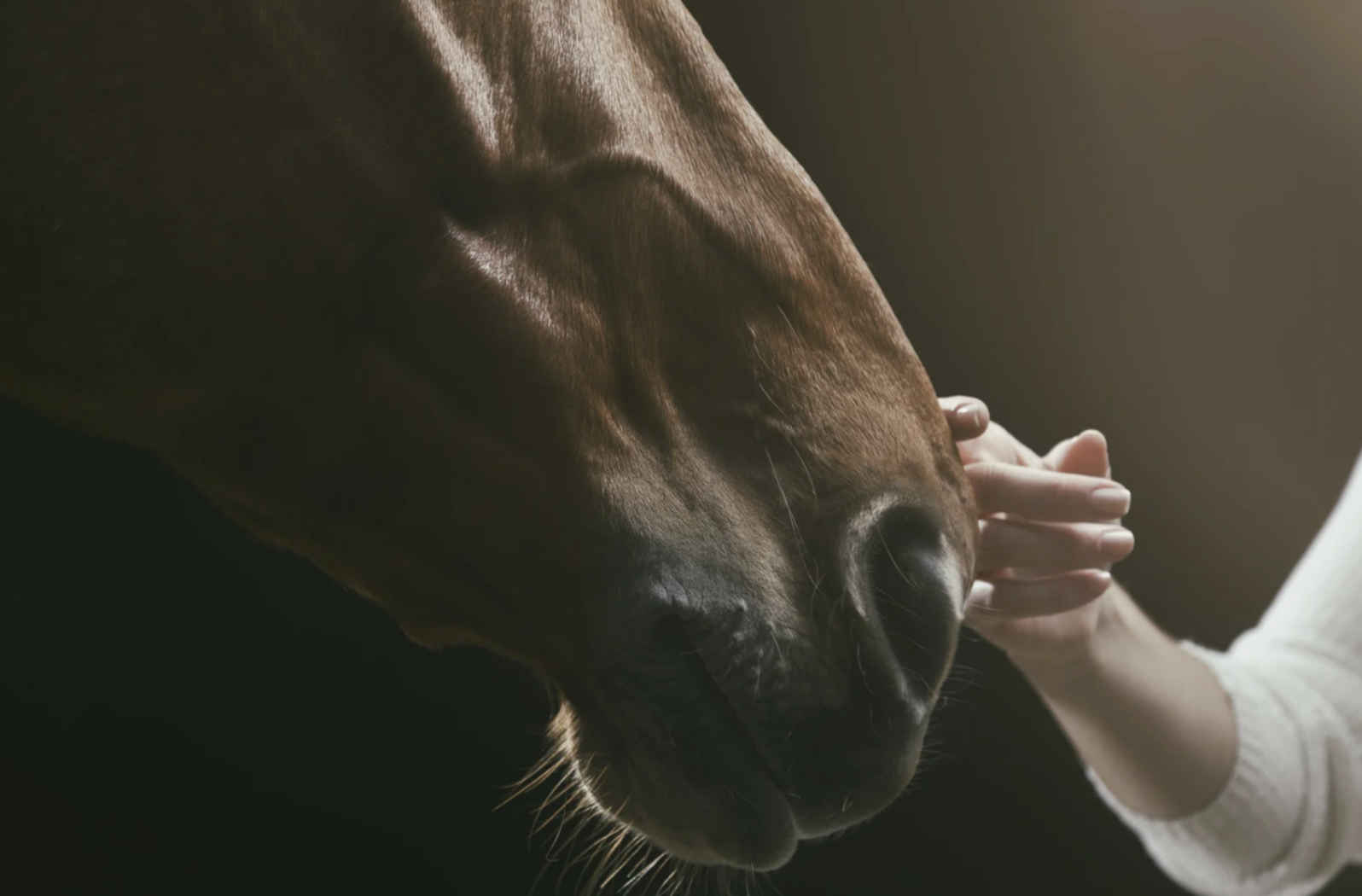 What is the R+ horse training method?