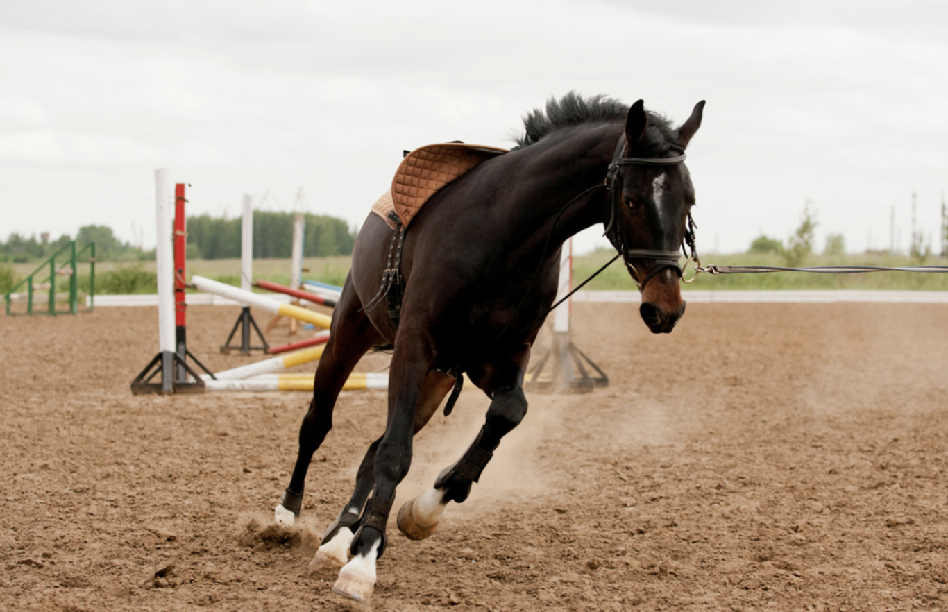 The Importance of Mental Training in Horses